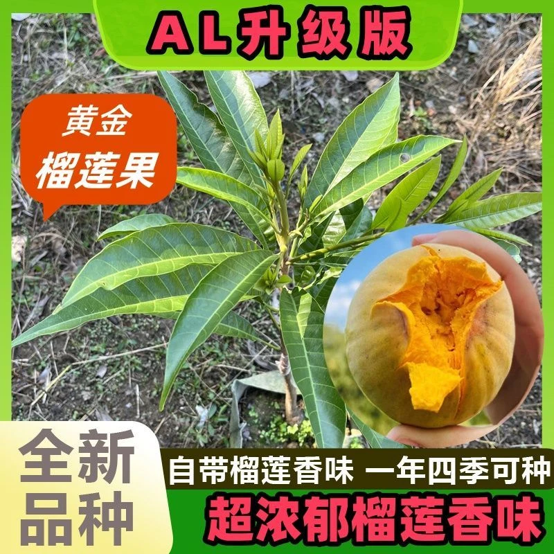 AL罗斯果升级版超浓郁榴莲香味