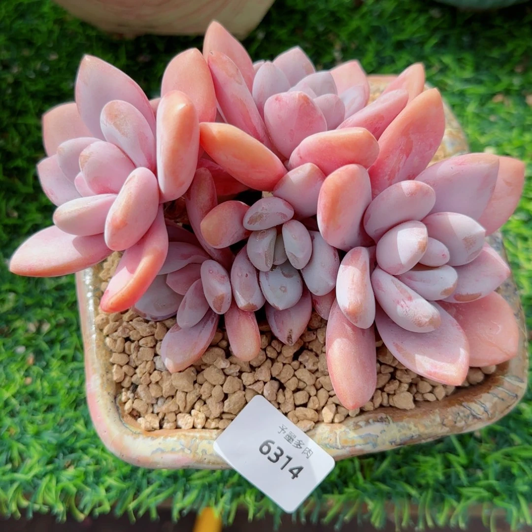 粉兔群，6314多肉植物