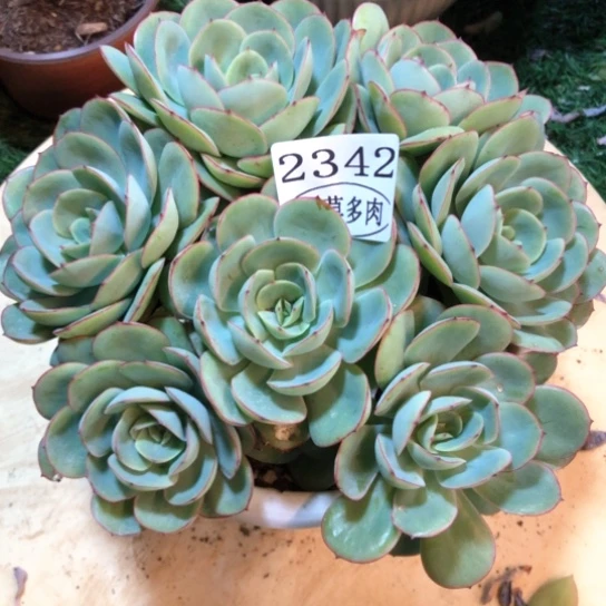 牡丹亭，2342，一物一拍