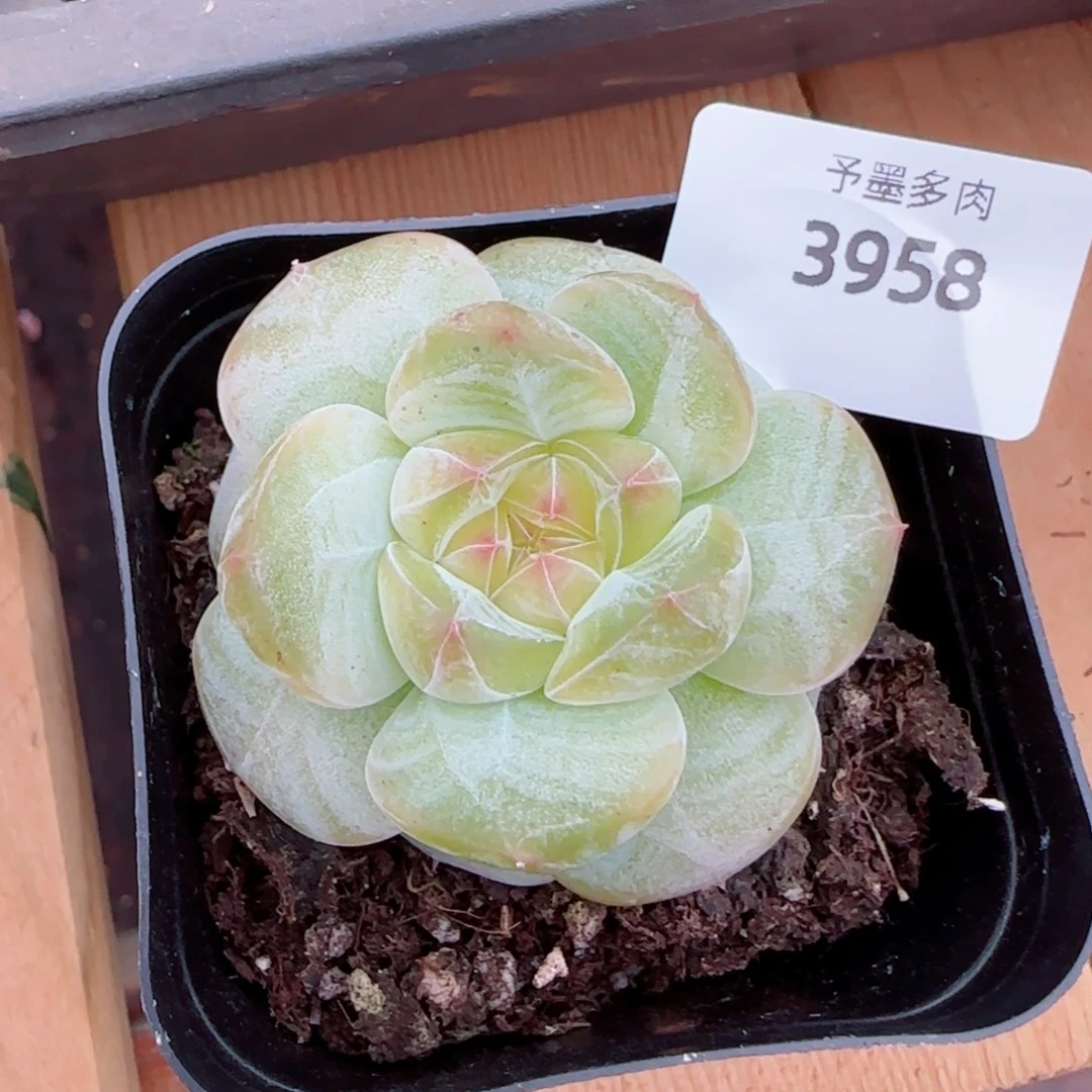 孤品，3958多肉植物