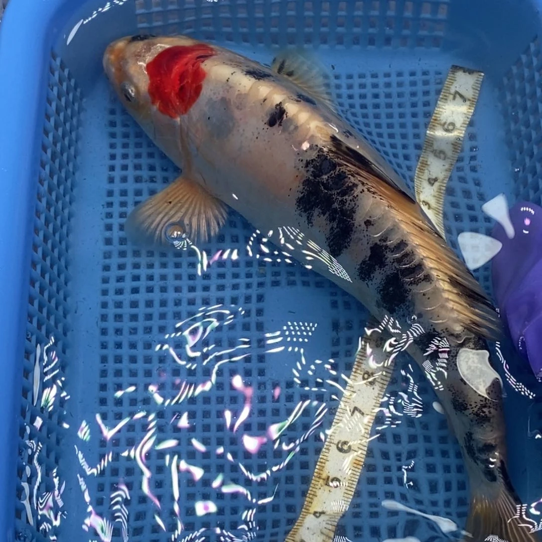 锦鲤冷水锦鲤包邮