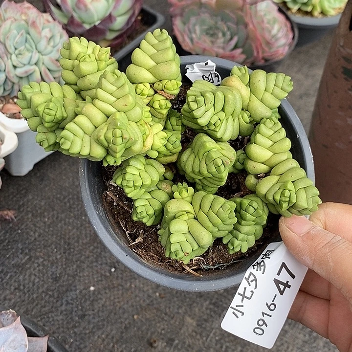 小七夕多肉寿福线47