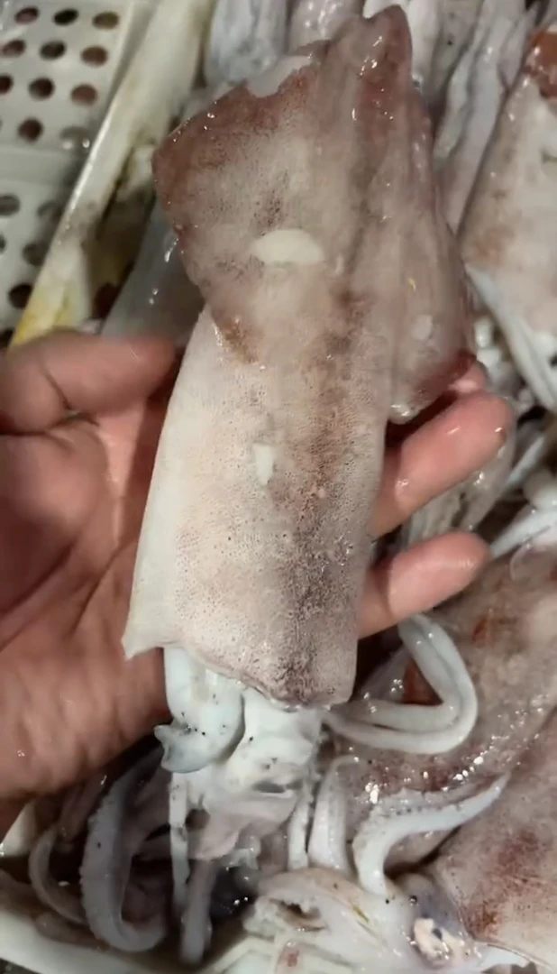 东海野生海捕生鲜活冷冻新鲜大鱿鱼4斤