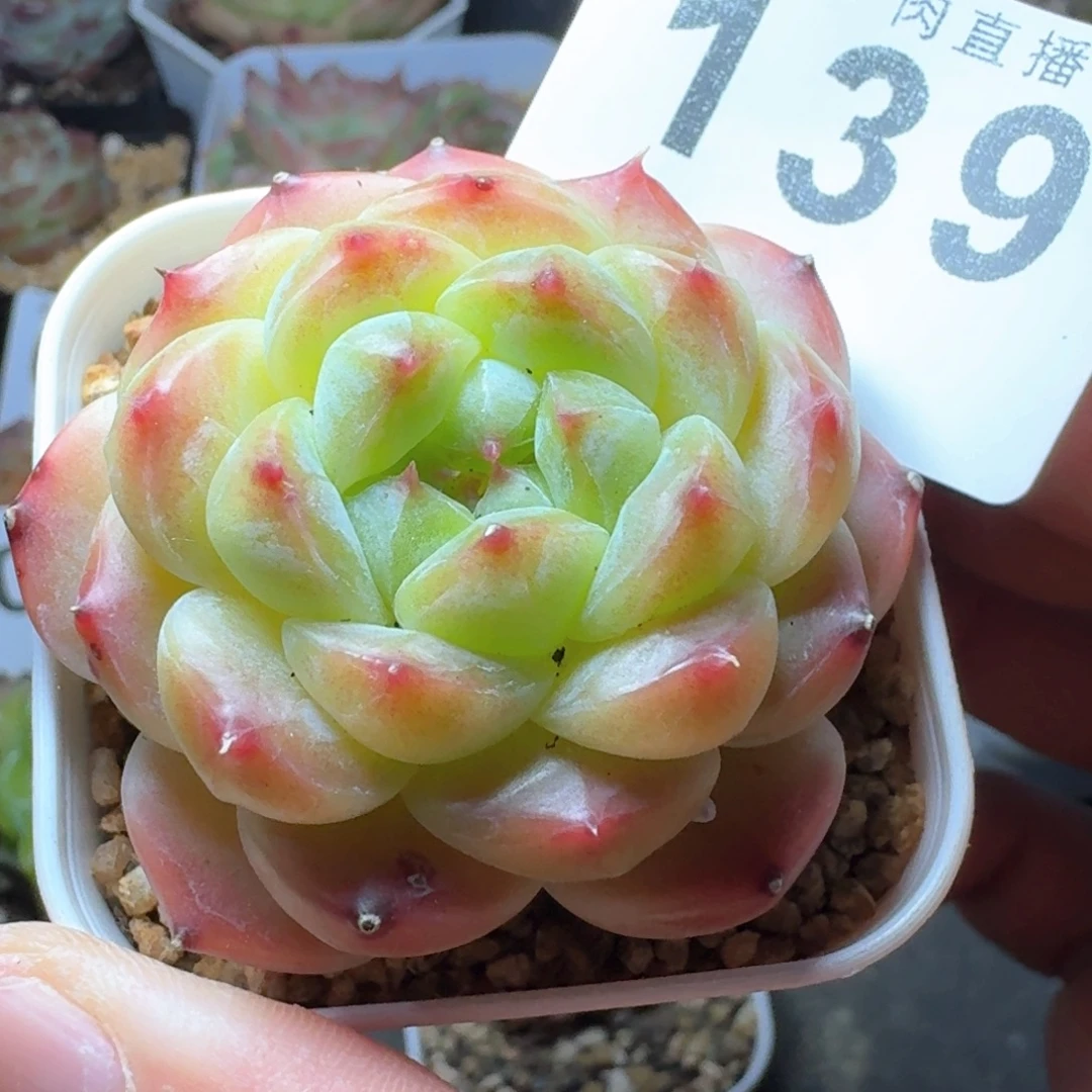 冰魄            多肉植物