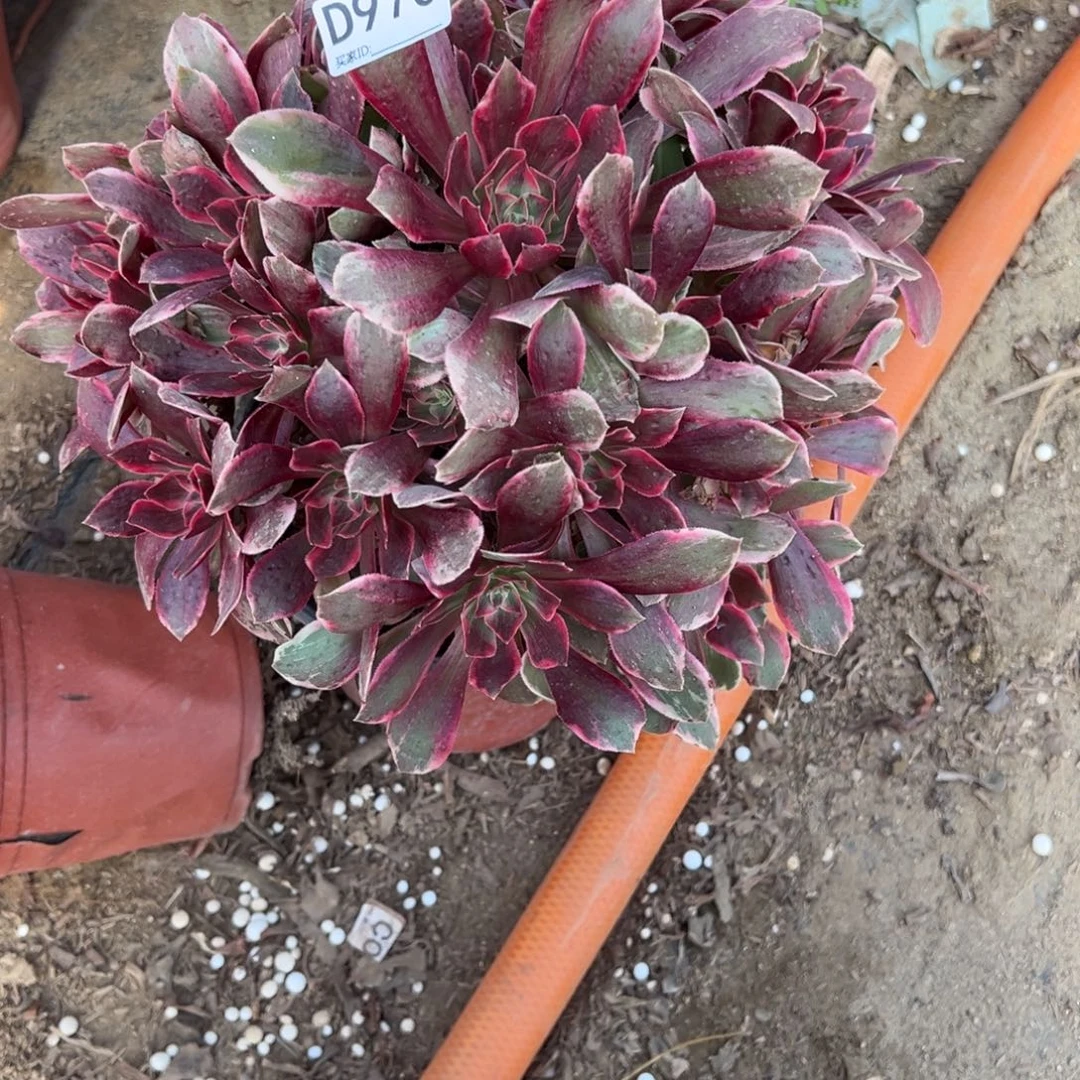970浣纱多肉植物法师多肉