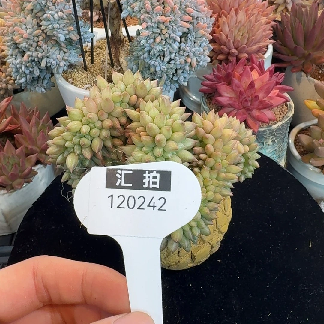 精品多肉植物120242