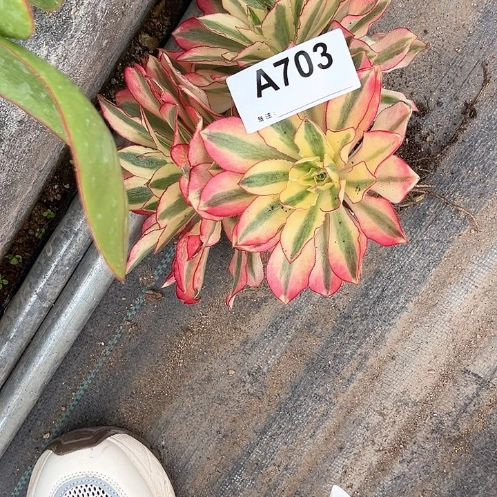 酒**神703魅影法师植物多肉