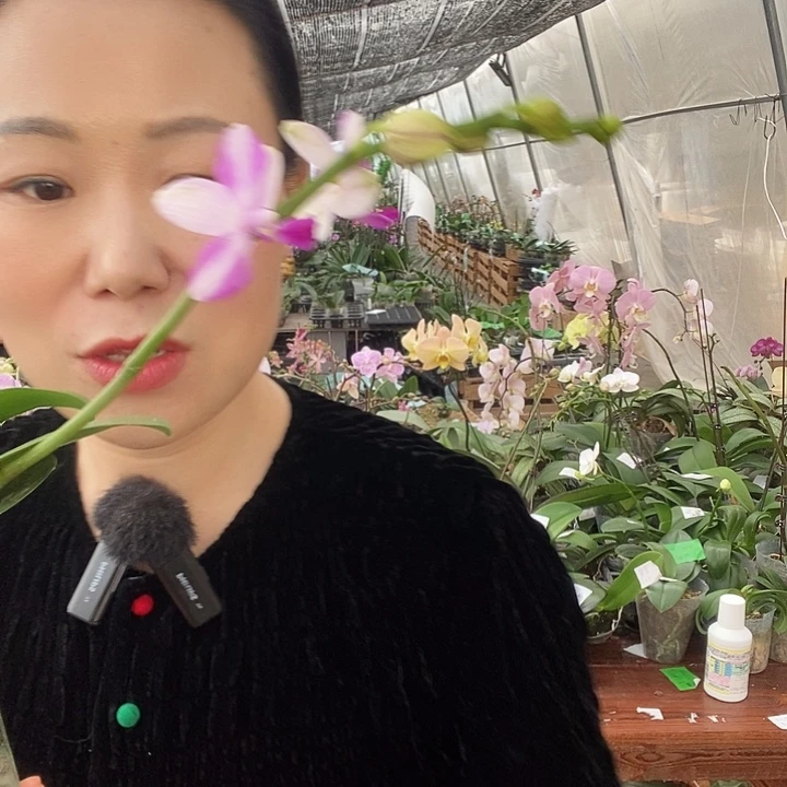 无花朵紫水晶蝴蝶兰