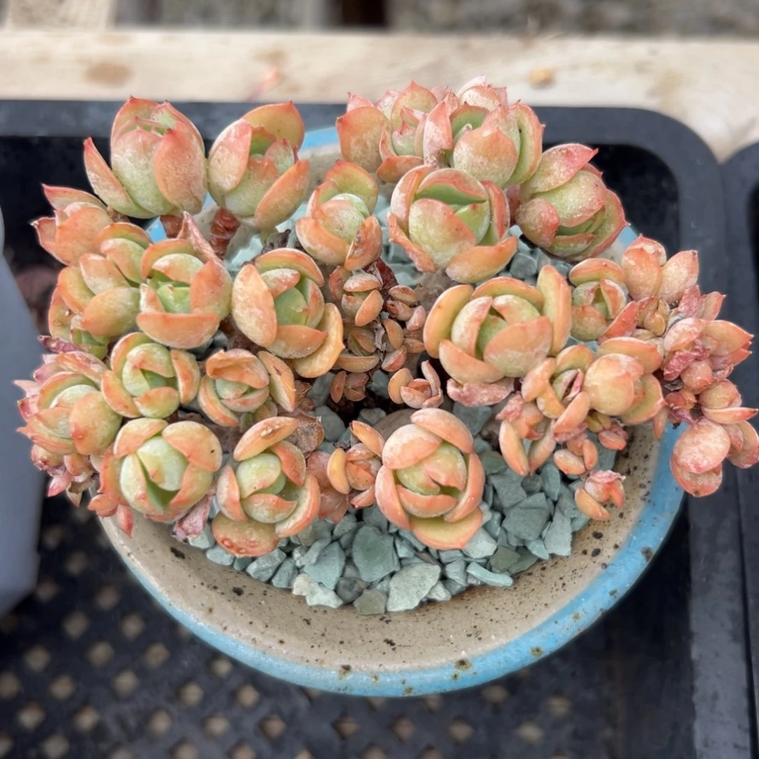 碧桃缀精控多肉一物一拍