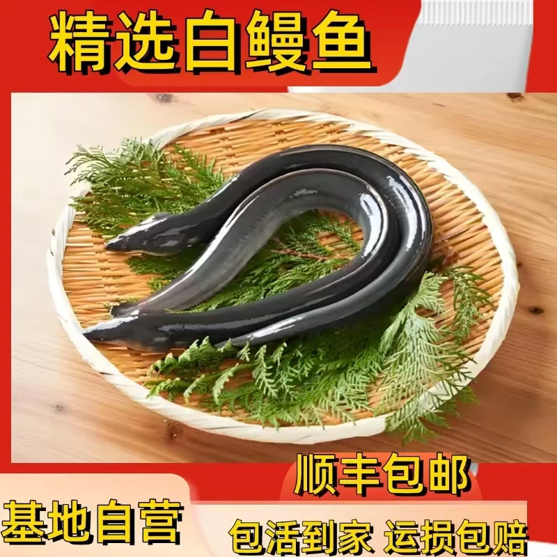 【顺丰包邮】正宗白鳗鱼幼鱼水族活体淡水鱼