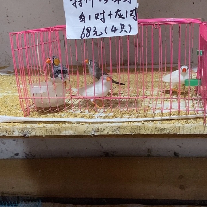 珍珠鸟（****在特价白加灰，包活到家