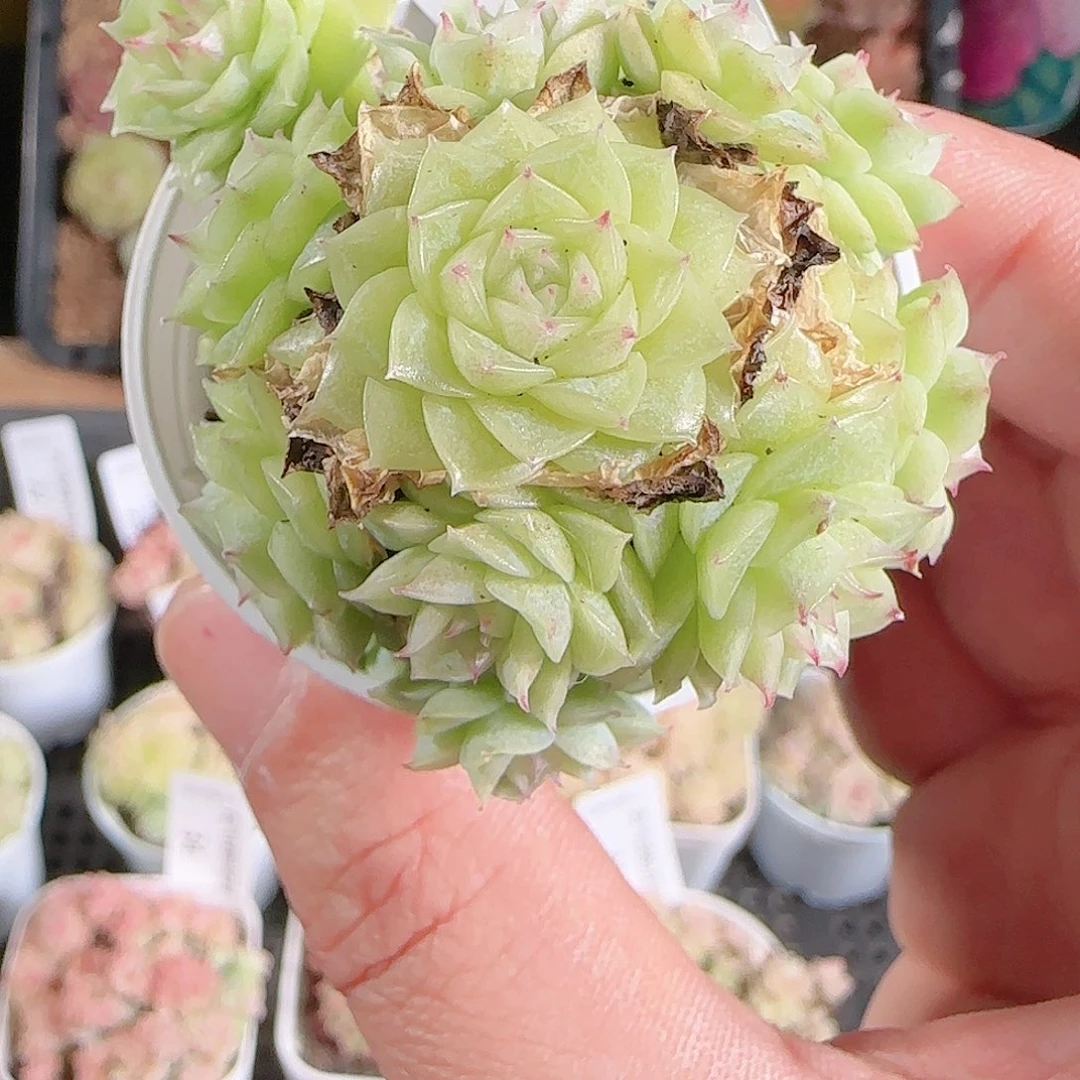 1125-37群生不包整