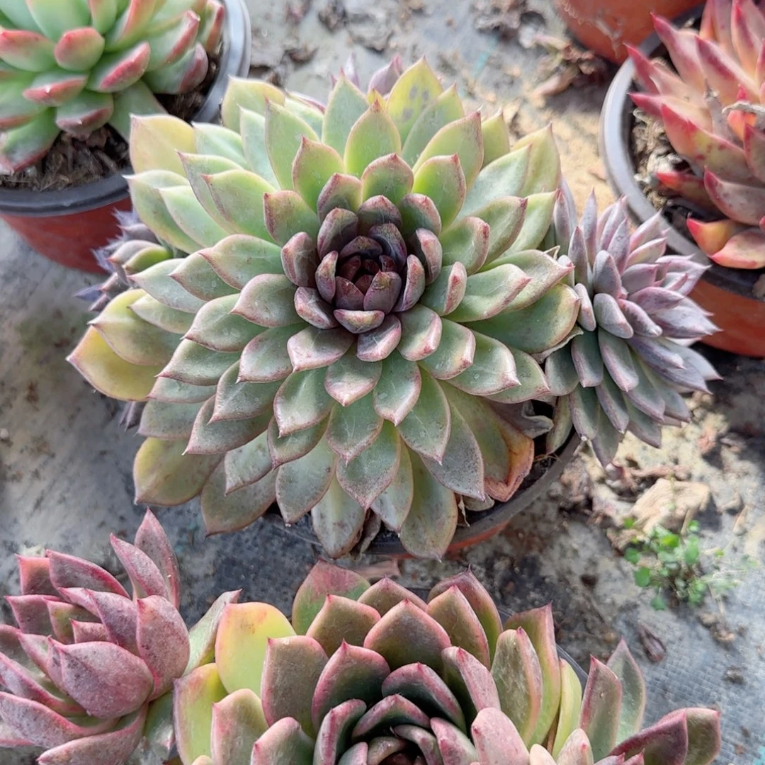 无花朵紫水晶群生四头