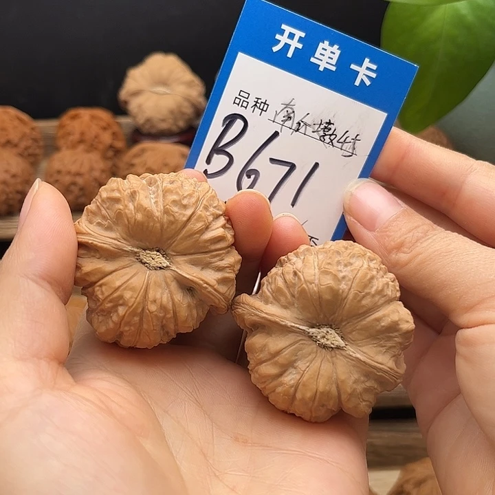 核桃全品白茬南瓜墩45