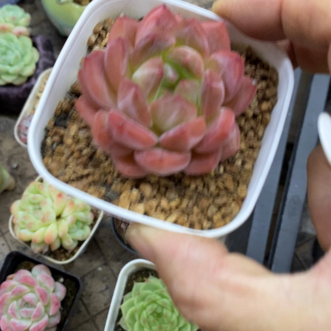 精品多肉一物一拍不包整67