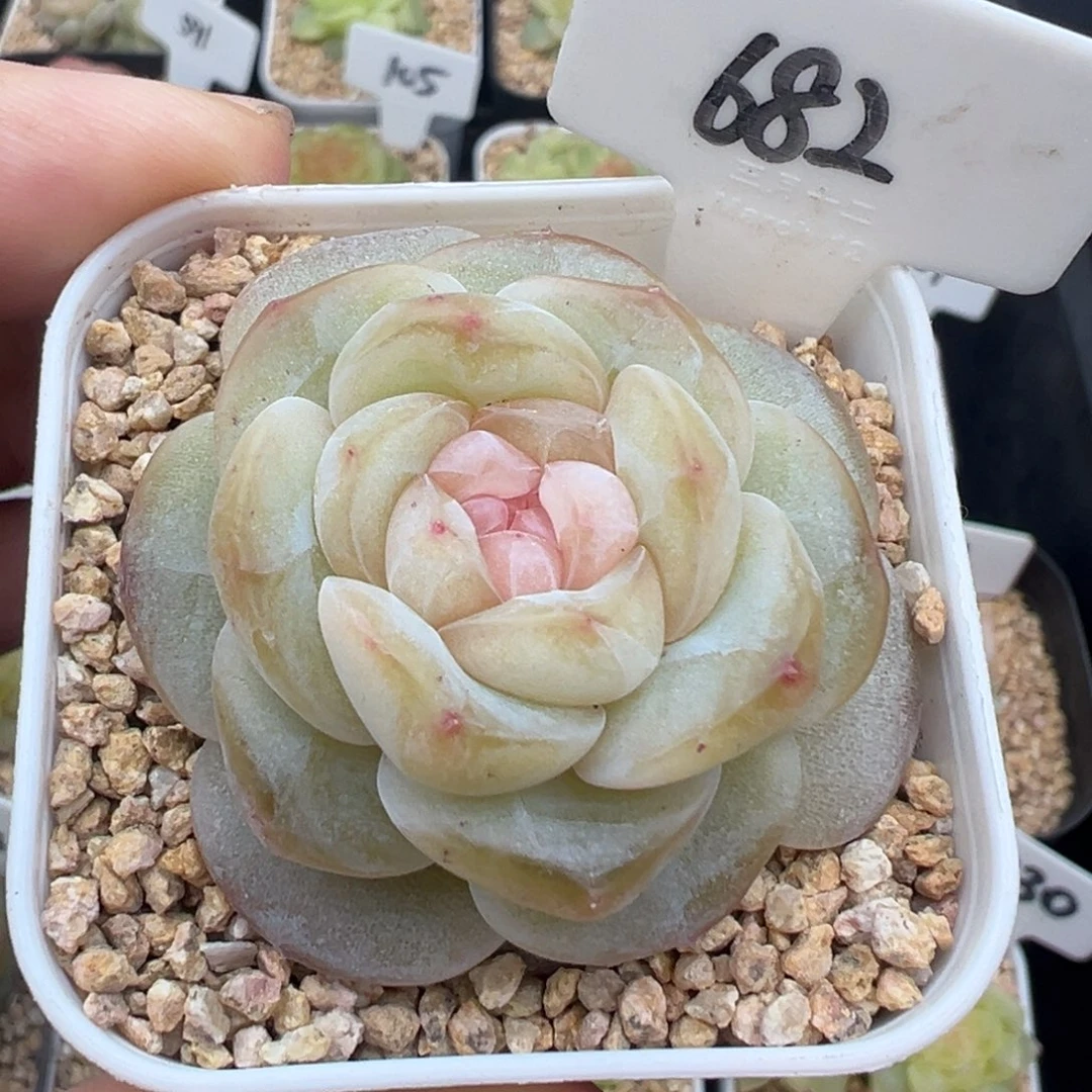 682号海棠 晗雨多肉