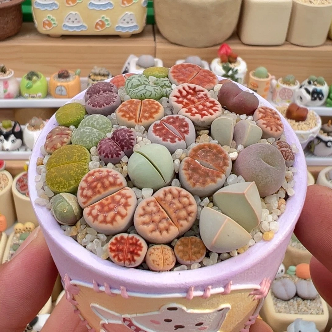 多肉植物实付9.9元包邮17号