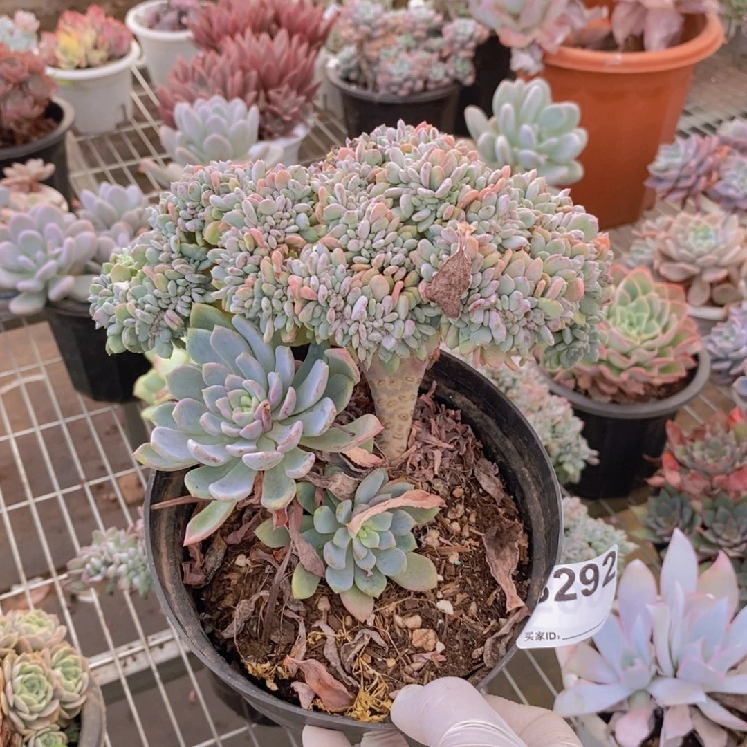 292玛瑙缀化一物一拍