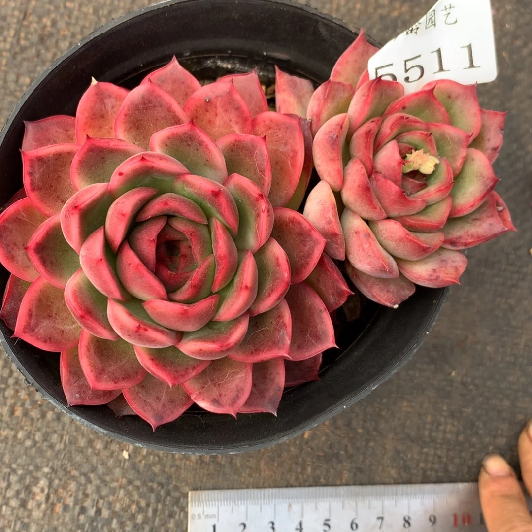 5511杂交精品基地11厘米