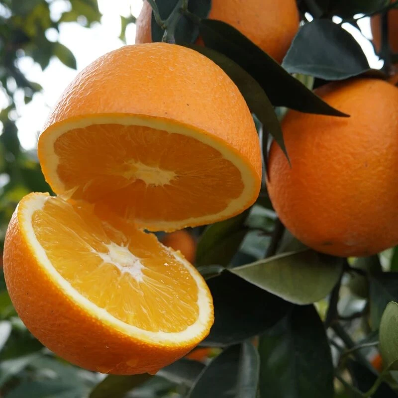 正宗高山脐橙新鲜采摘皮薄肉厚果园直发的应季水果
