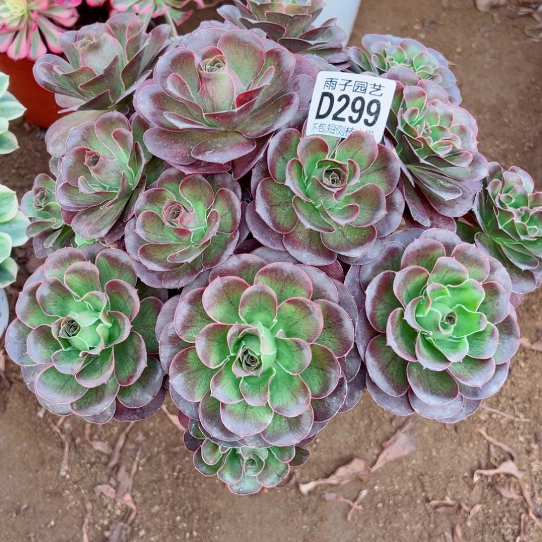 299魅金玫瑰雨子多肉植物