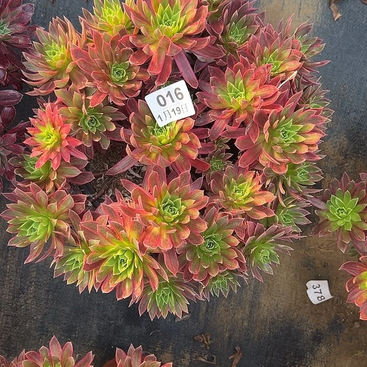 1.19-16凤凰锦多肉