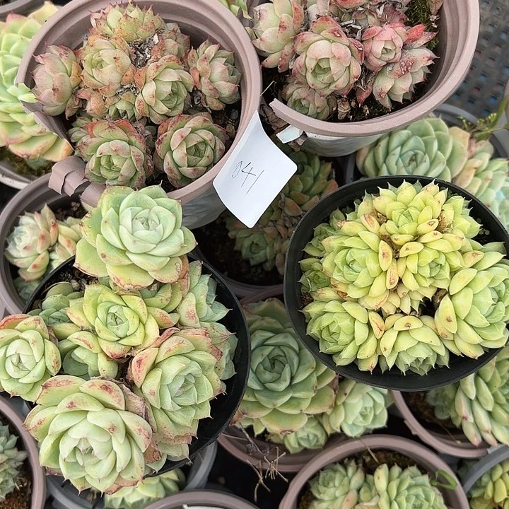 闪购041呀呀呀呀呀哈