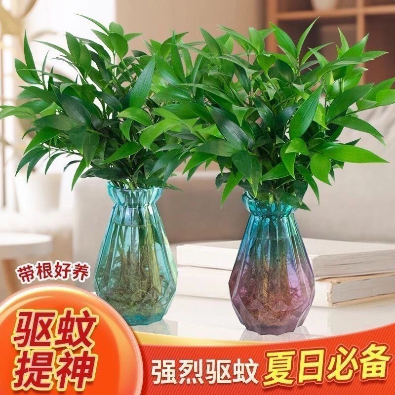 驱蚊虫竹柏水培植物室内水养绿植花卉盆栽办公室客厅桌摆四季常青