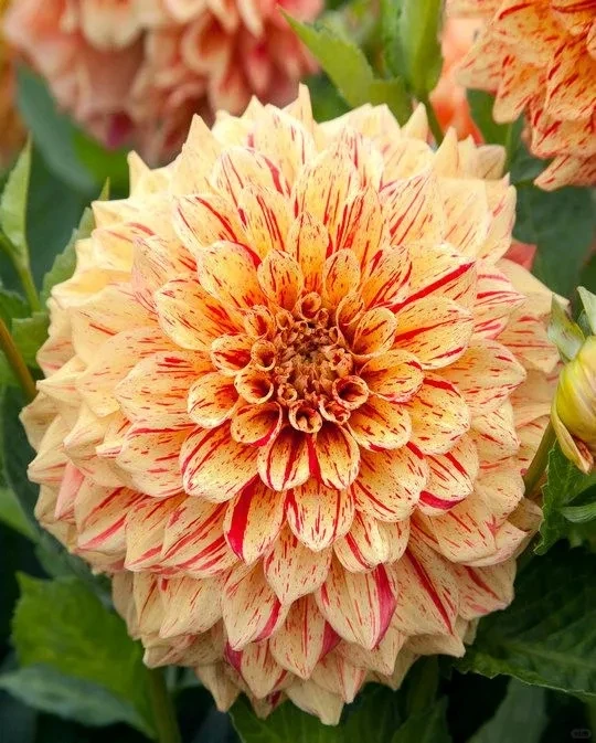 (格洛丽萨)进口大丽花种球送肥料