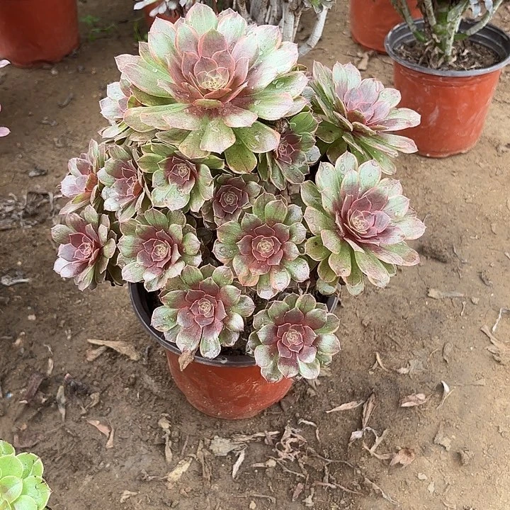 多肉植物法师桃花石2