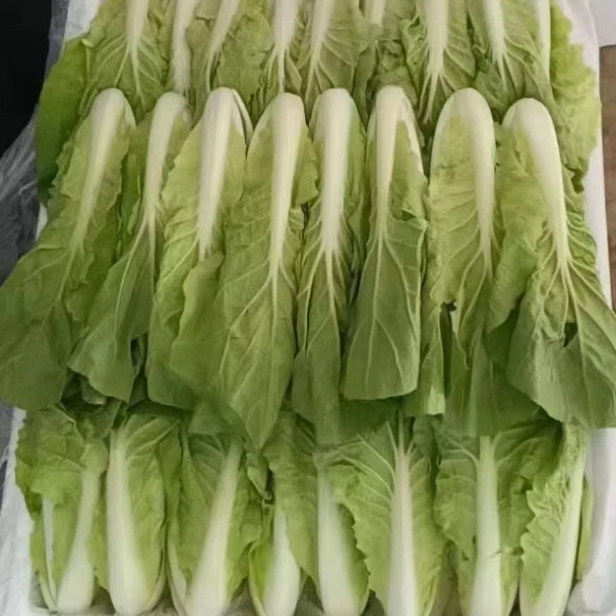 【一级精品】新鲜小白菜清甜娃娃菜软糯奶白农家绿叶宝宝辅食蔬菜
