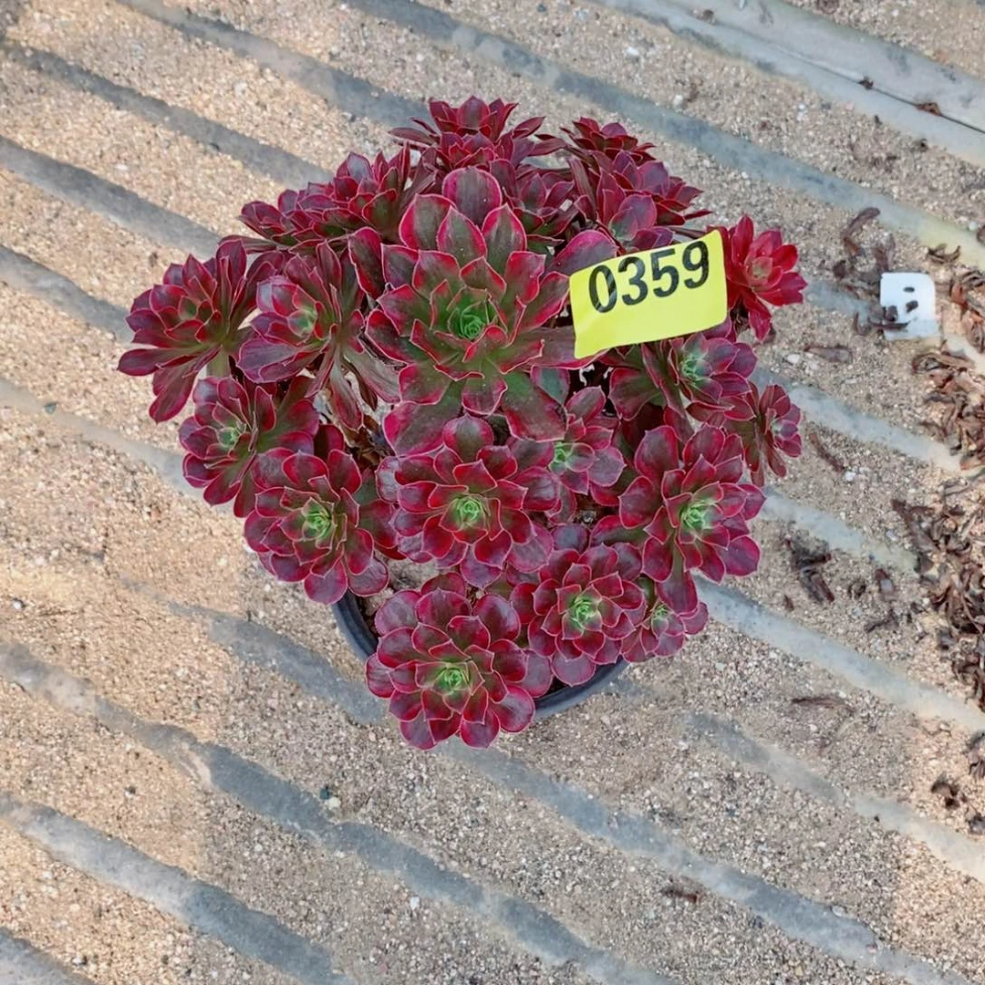 安娜多肉法师0359