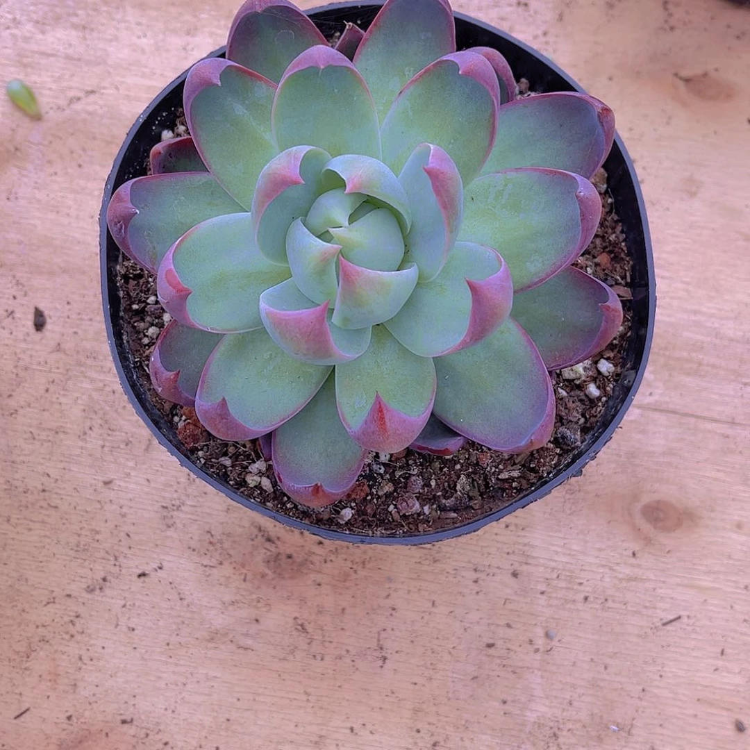 德***意000000000000235