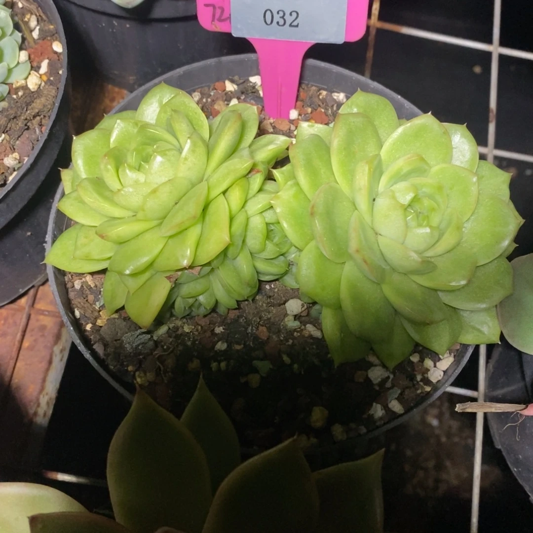 x032-多肉植物 东云