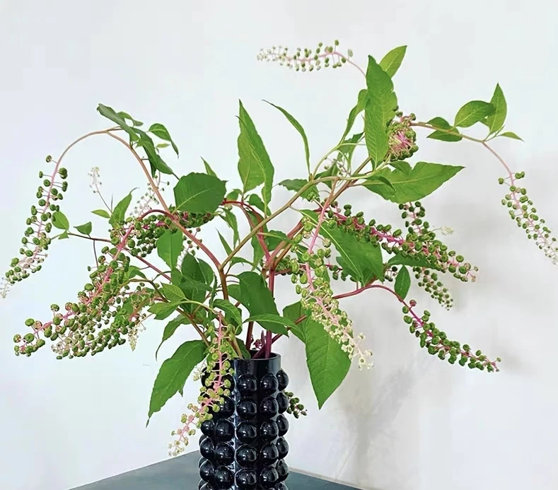 【花拾间】商陆 水培鲜切花材
