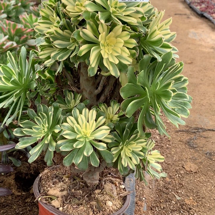 新472多肉植物一物一拍