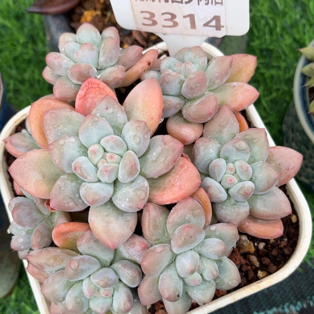 多肉植物3314 一定要拍个冷链哦