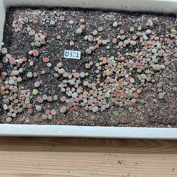 生321石花整筐脱土发货