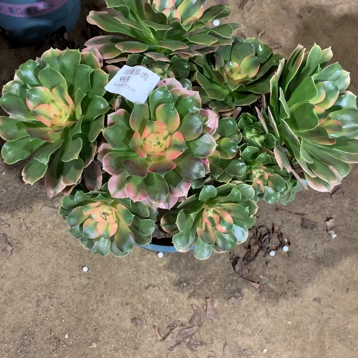 993香妃多肉植物特价