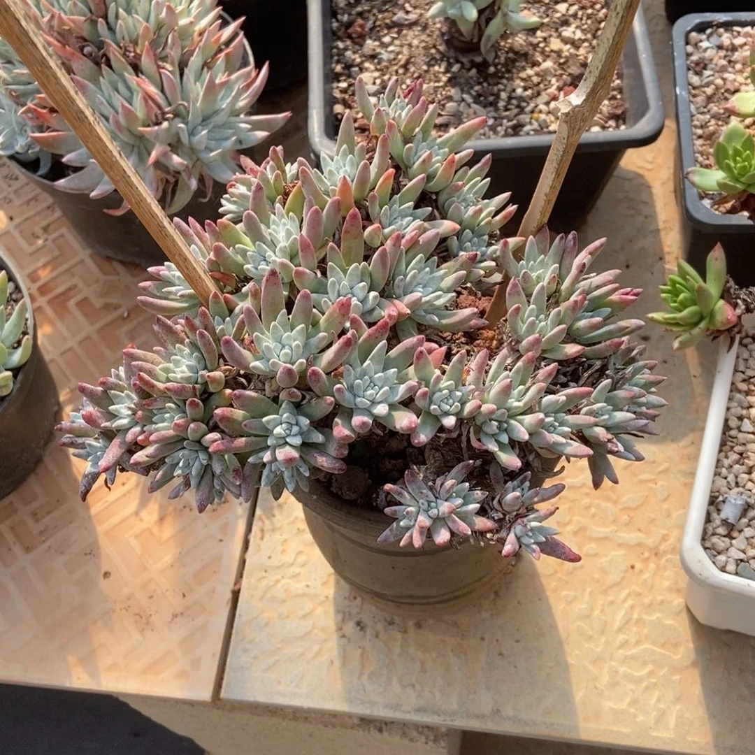 开播福利多肉植物