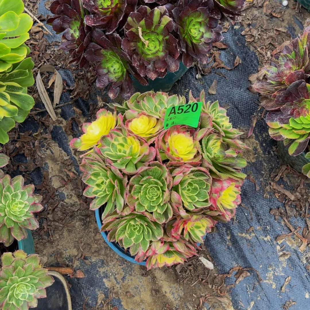 幸***悦海王法师朵朵1-32