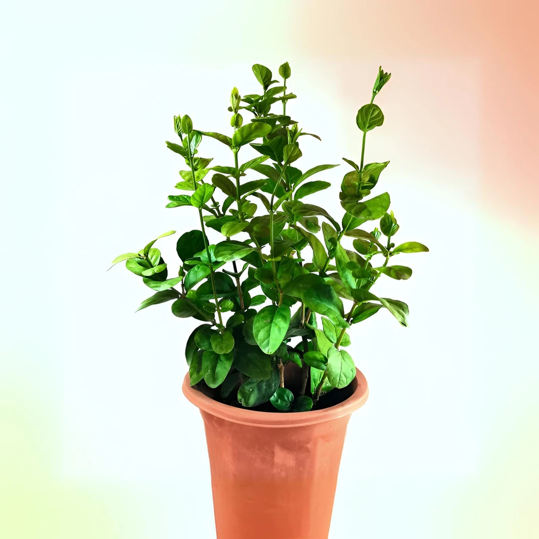 广西横州宝珠茉莉一年苗一盆4至6棵