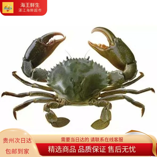 【蟹类】鲜活大青蟹海鲜3只包活螃蟹蟹同城配送