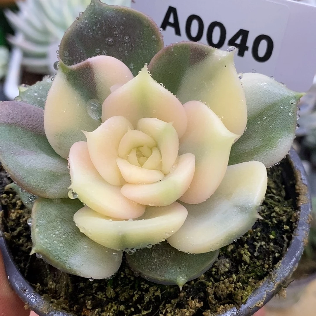 40贝加尔湖哈哈哈哈哈哈
