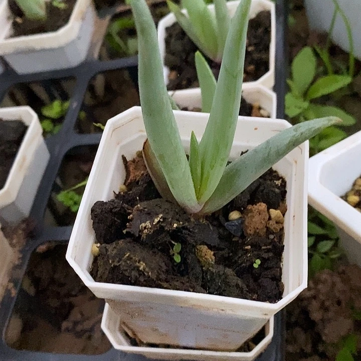 完美主义者勿拍折扇芦荟