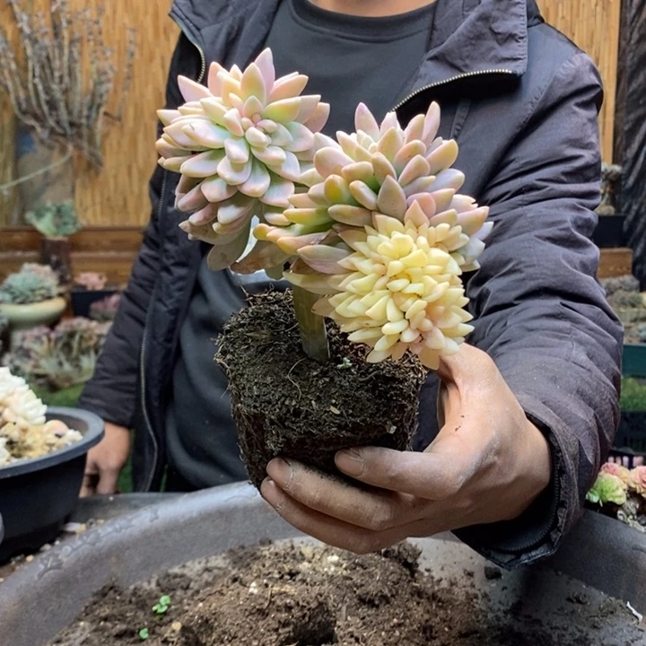 幸***姐732 号淡雪多肉植物