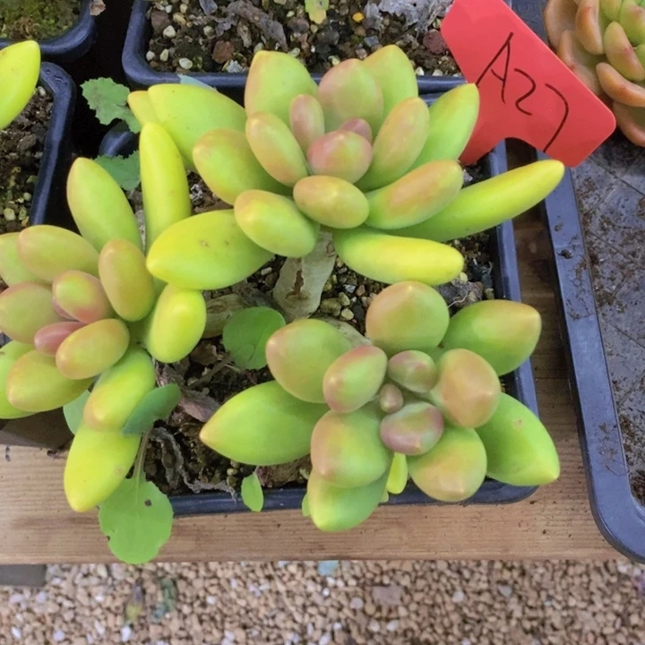 这么多事要等下星期