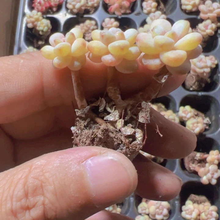 阳光玫瑰精品多肉植物