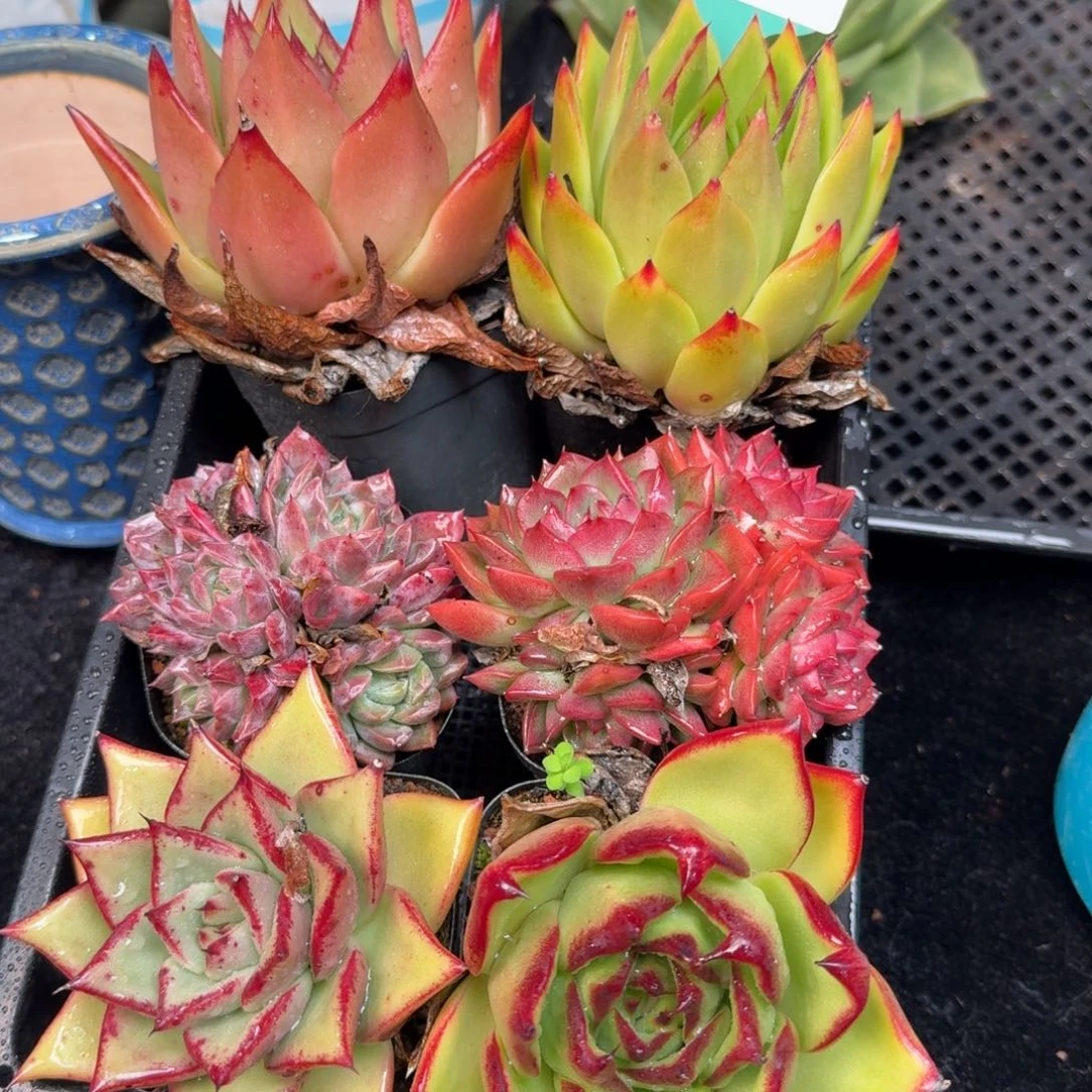 从前慢多肉精选编号1120.176