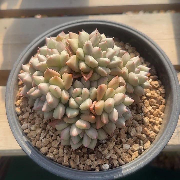 象牙群生五十包邮老桩多肉